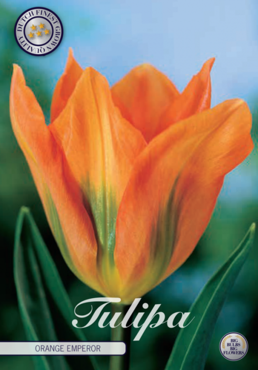 Orange & Green Tulip Bulbs - Orange Emperor