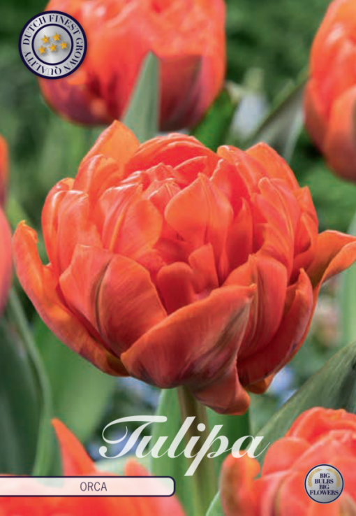 Orange Tulip Bulbs - Orca