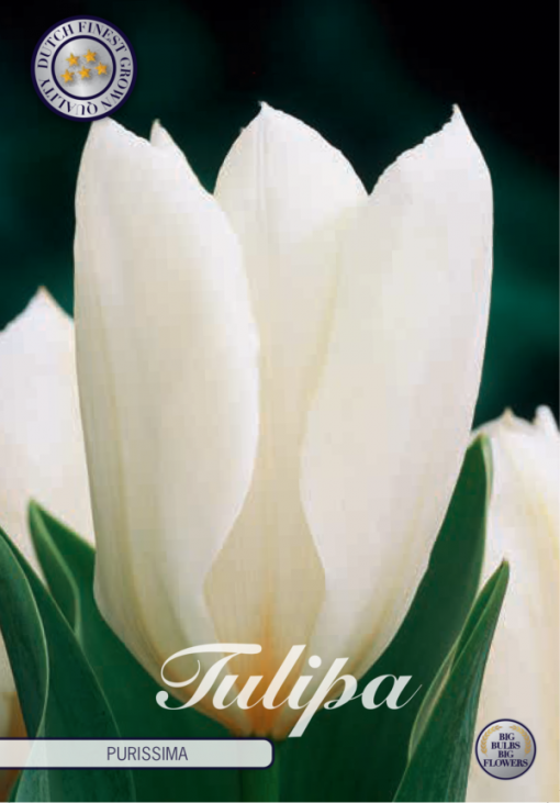 White Tulip Bulbs - Purissima