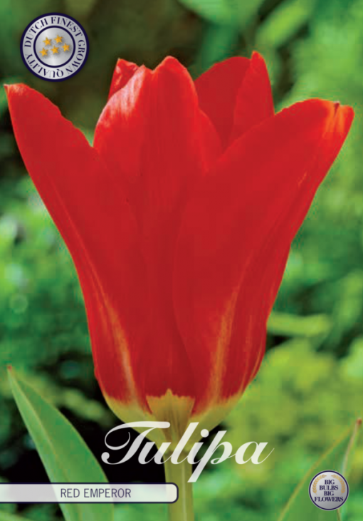 Red Tulip Bulbs - Red Emperor