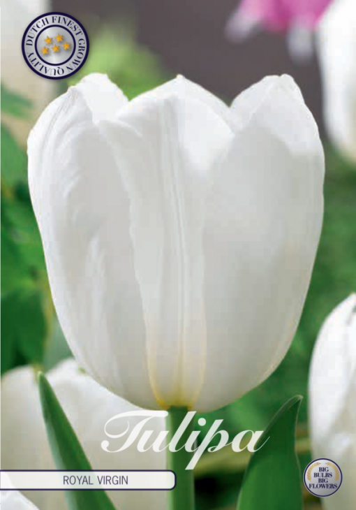 White Tulip Bulbs - Royal Virgin