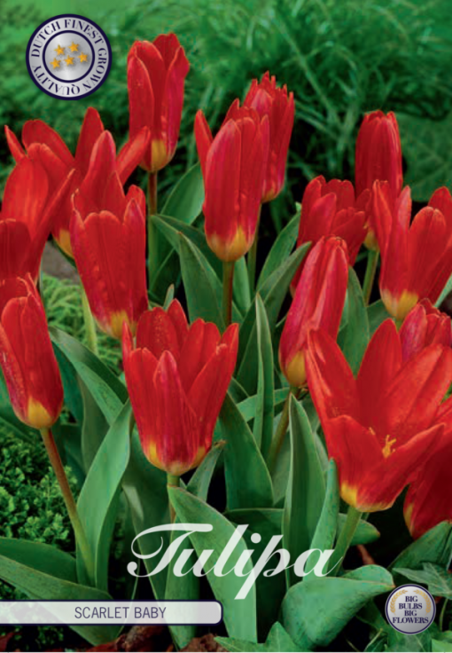 Red Tulip Bulbs - Scarlet Baby