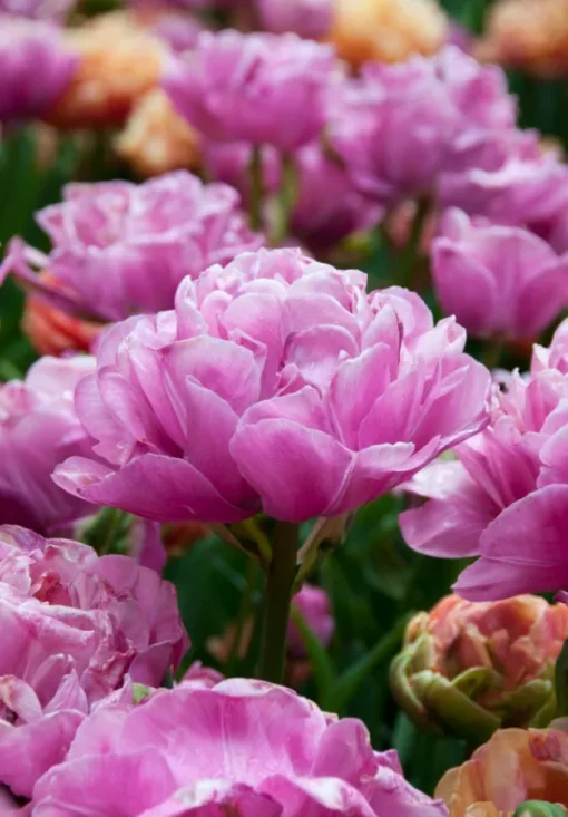 Pink Tulip Bulbs - Amazing Grace - Image 2