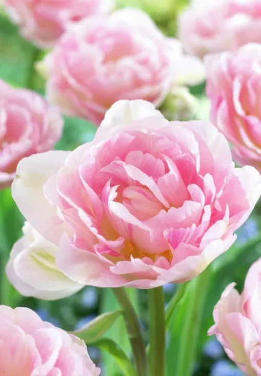 Pink Tulip Bulbs - Angelique - Image 2