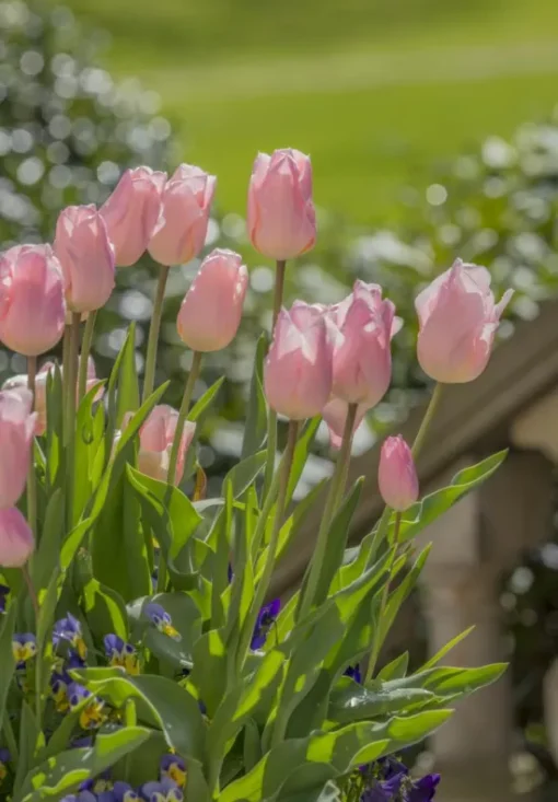 Pink Tulip Bulbs - Apricot Beauty - Image 2