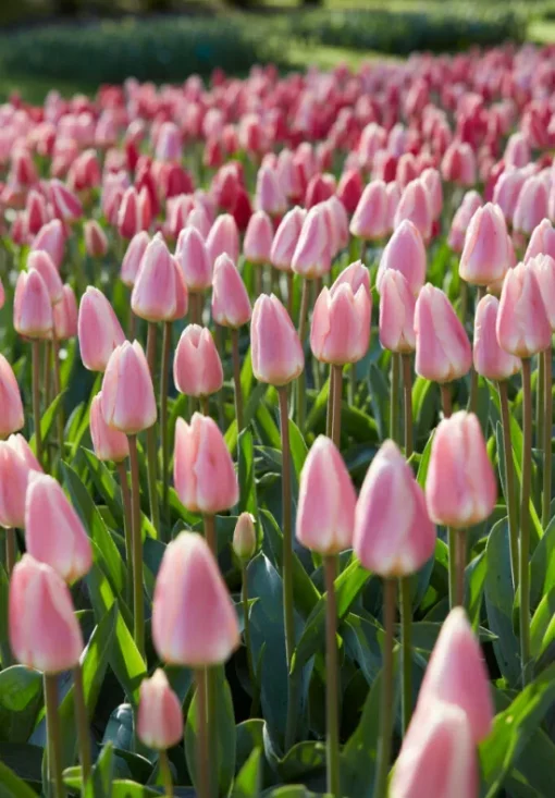 Pink Tulip Bulbs - Apricot Delight - Image 2