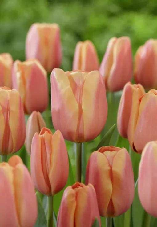 Pink Tulip Bulbs - Apricot Foxx - Image 2