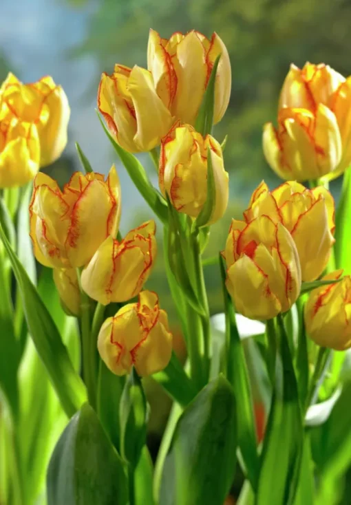 Yellow Tulip Bulbs - Aquilla - Image 2