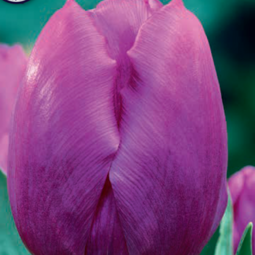 Purple Tulip Bulbs - Purple Prince