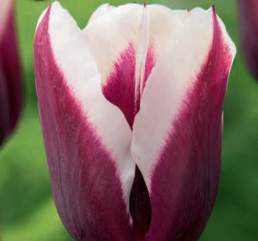 Burgundy Tulip Bulbs - Spitsbergen - Image 3