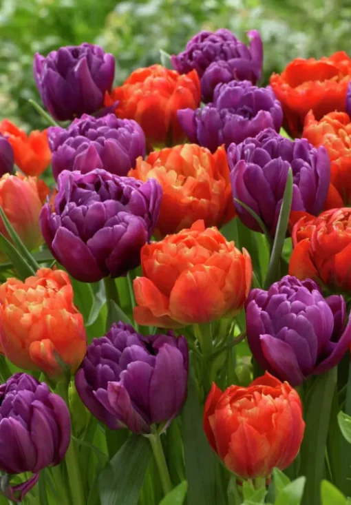 Orange & Purple Tulip Bulbs - Bravoure - Image 2