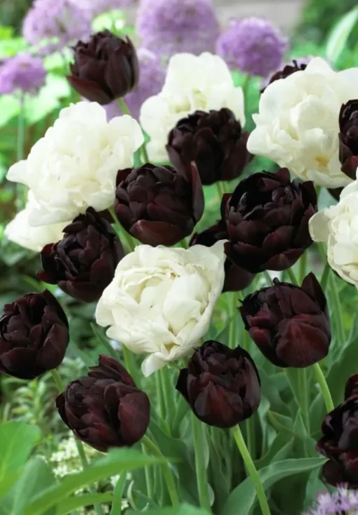 Black & White Tulip Bulbs - Charming - Image 2