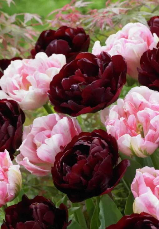 Burgundy & Pink Tulip Bulbs - Double Dutch - Image 2