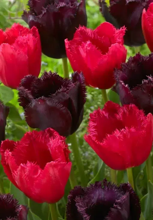 Black & Red Tulip Bulbs - Moneymaker - Image 2