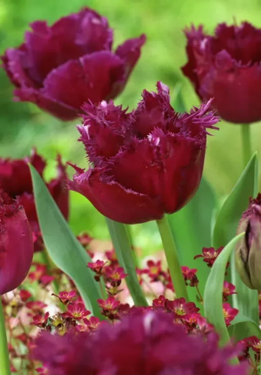 Burgundy Tulip Bulbs - Gorilla - Image 2