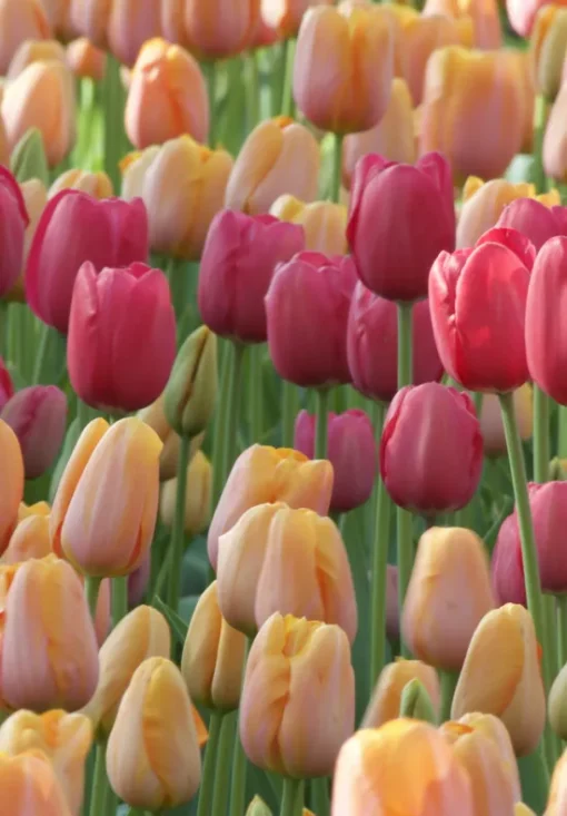 Burgundy & White Tulip Bulbs - Grand Style - Image 2