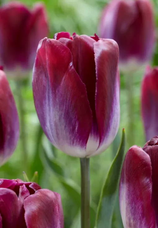 Burgundy Tulip Bulbs - Kansas Proud - Image 2