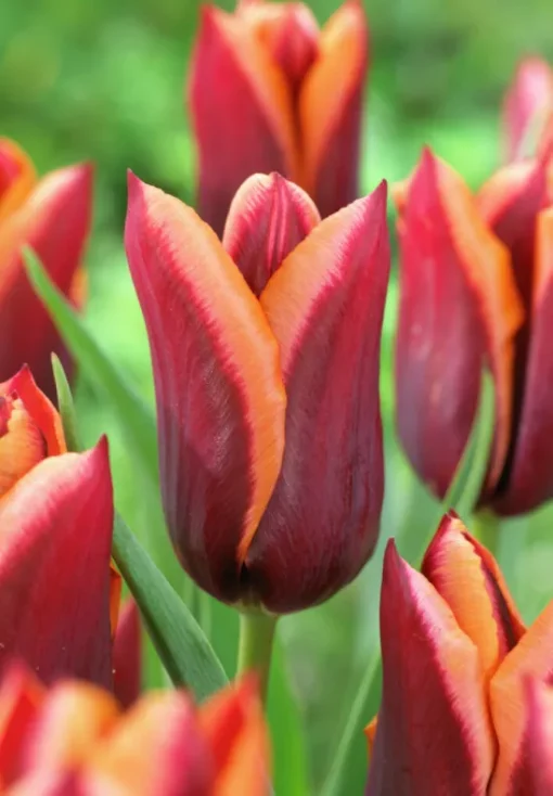 Burgundy & Orange Tulip Bulbs - Muvota - Image 2