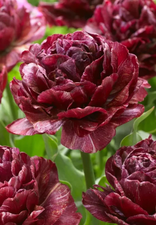 Burgundy Tulip Bulbs - Nachtwacht - Image 2