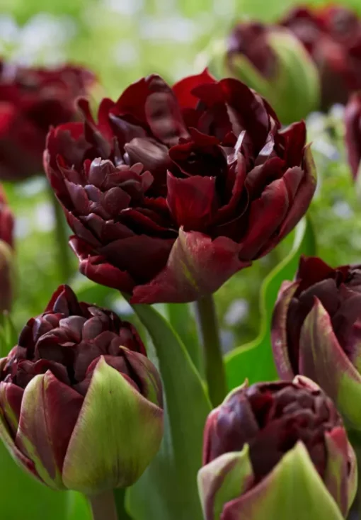 Burgundy Tulip Bulbs - Palmyra - Image 2