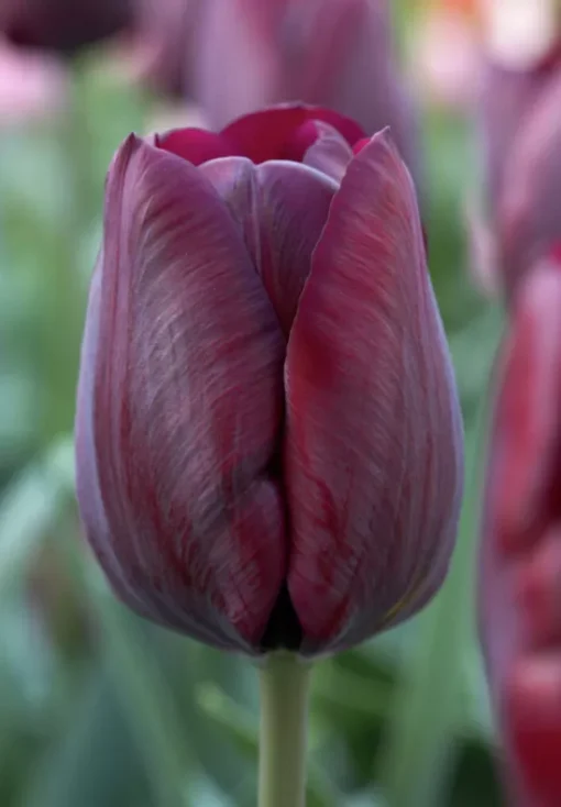 Burgundy Tulip Bulbs - Ronaldo - Image 2