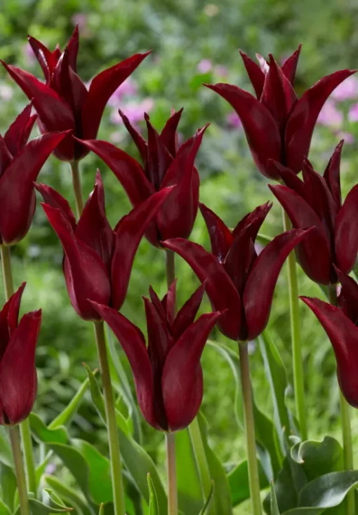 Burgundy Tulip Bulbs - Sarah Raven - Image 2