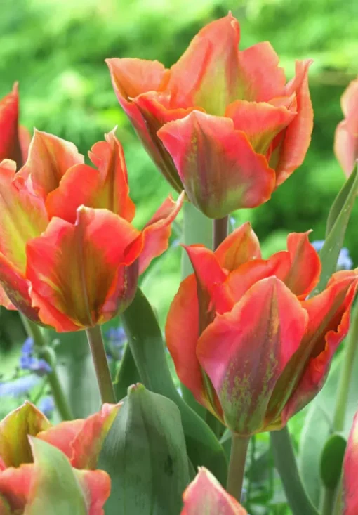 Pink Tulip Bulbs - Artist - Image 2