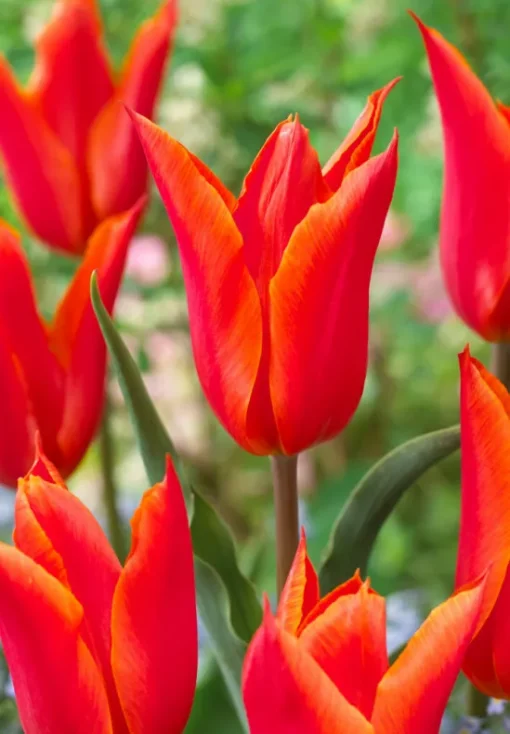 Orange Tulip Bulbs - Ballerina - Image 2