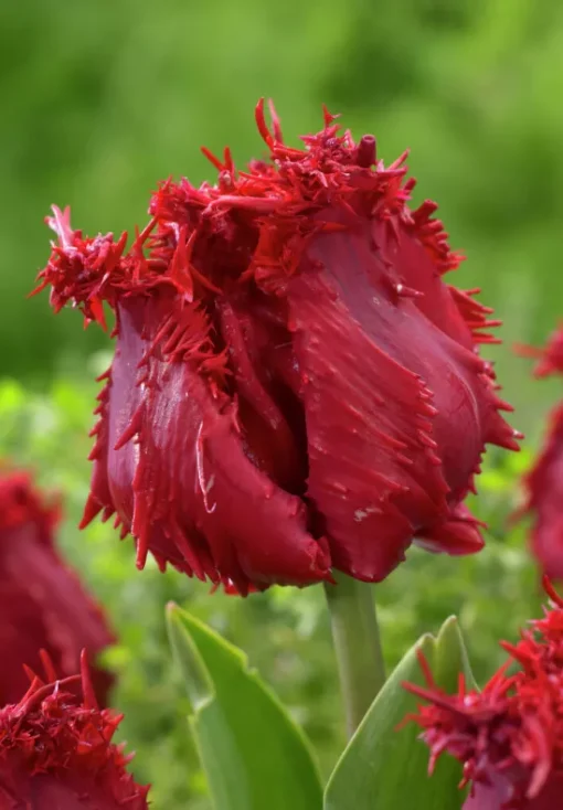 Red Tulip Bulbs - Barbados - Image 2