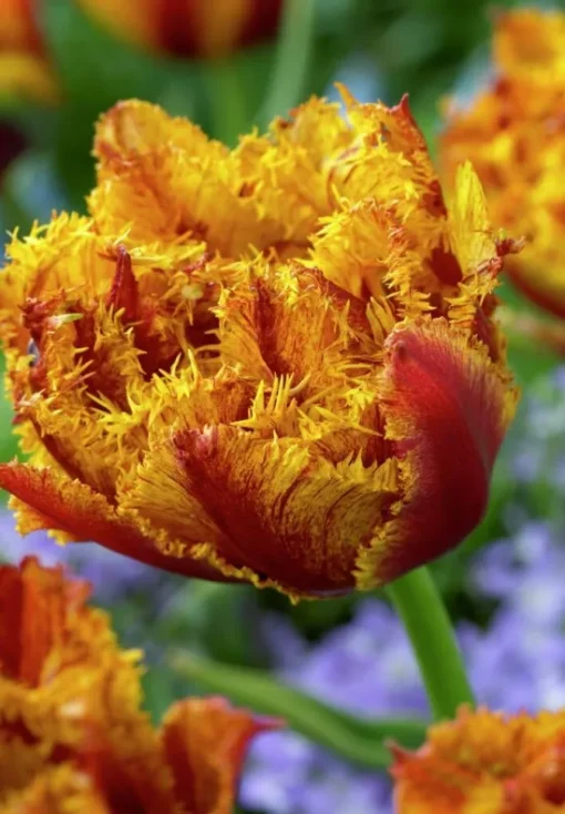 Red & Yellow Tulip Bulbs - Bastia - Image 2