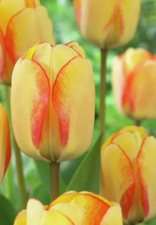 Yellow & Red Tulip Bulbs - Beauty of Spring - Image 2