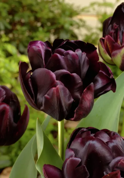 Black Tulip Bulbs - Black Hero - Image 2