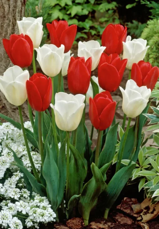 Red & White Tulip Bulbs - Amsterdam - Image 2