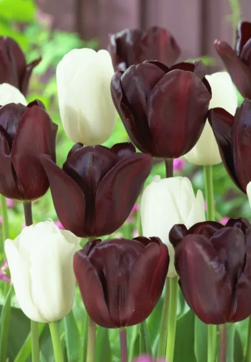 Black & White Tulip Bulbs - Black Jacky - Image 2