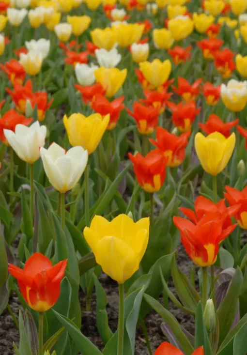 Orange, White & Yellow Tulip Bulbs - Fosteriana Mixed - Image 2