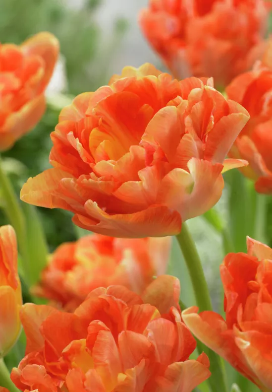 Orange Tulip Bulbs - Charming Beauty - Image 2