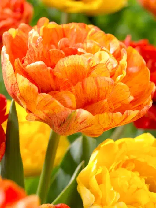 Orange Tulip Bulbs - Sun Lover