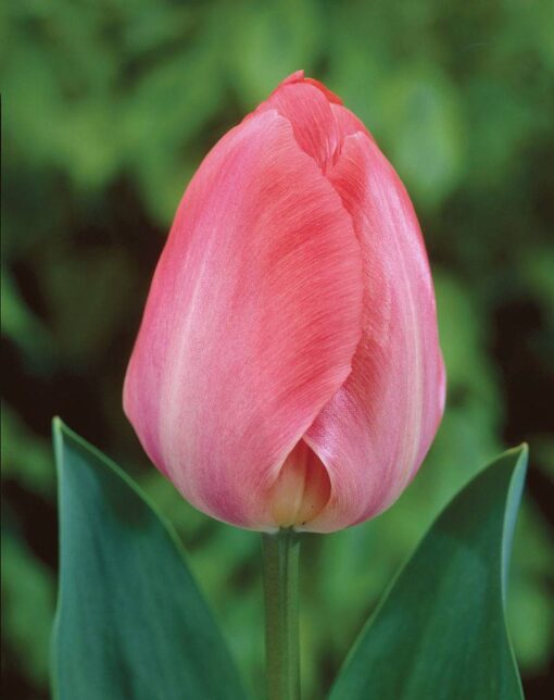 Pink Tulip Bulbs - Van Eijk